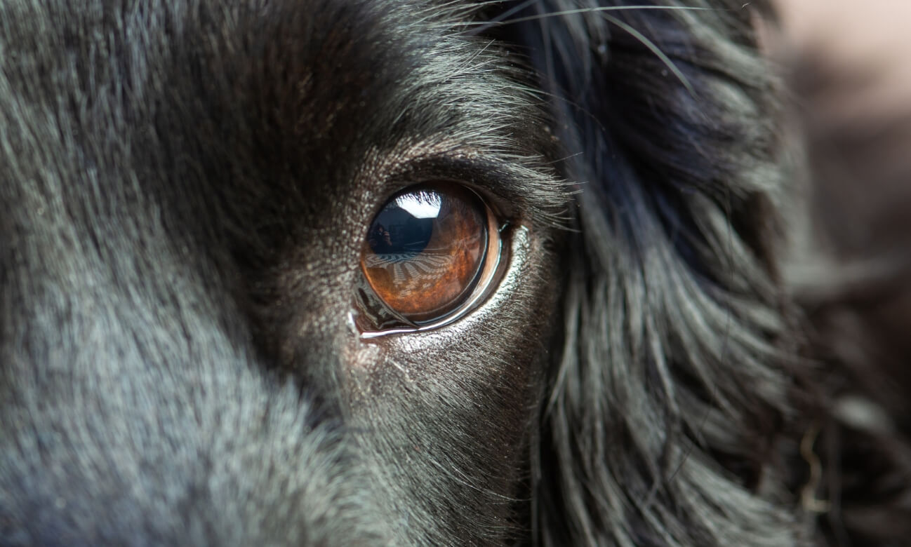 犬の目のアップ